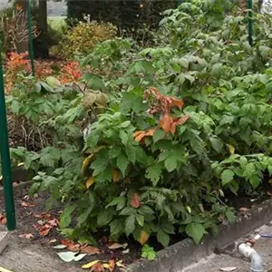 Himbeeren - Rückschnitt im Winter