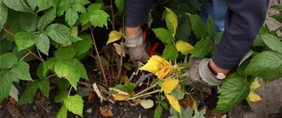 Himbeeren - Rückschnitt im Winter