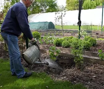 Himbeeren - Einpflanzen im Garten