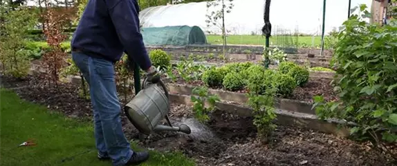 Himbeeren - Einpflanzen im Garten