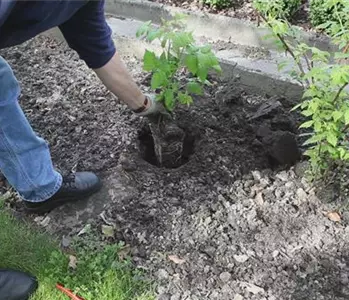 Himbeeren - Einpflanzen im Garten