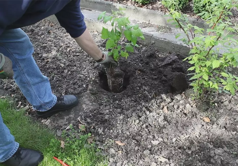 Himbeeren - Einpflanzen im Garten