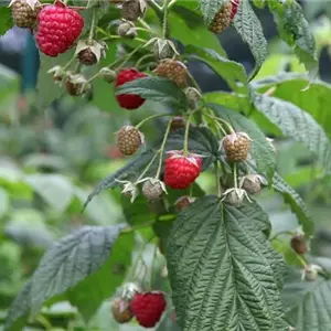 Himbeeren - Einpflanzen im Garten