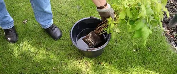 Himbeeren - Einpflanzen im Garten