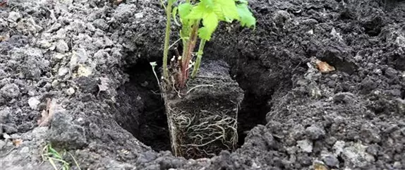 Himbeeren - Einpflanzen im Garten