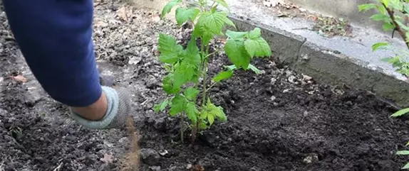 Himbeeren - Einpflanzen im Garten