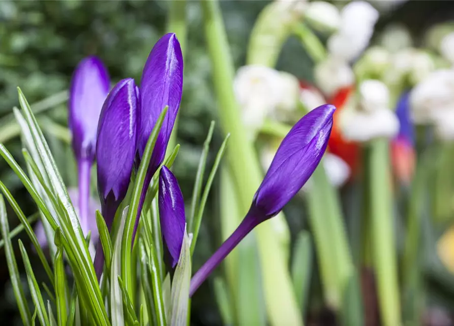 Crocus vernus