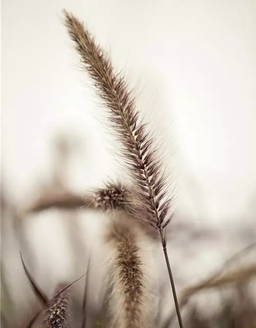 Lampenputzergras 'Red Fox' (PENNISETUM SETACEUM), 13 cm Topf