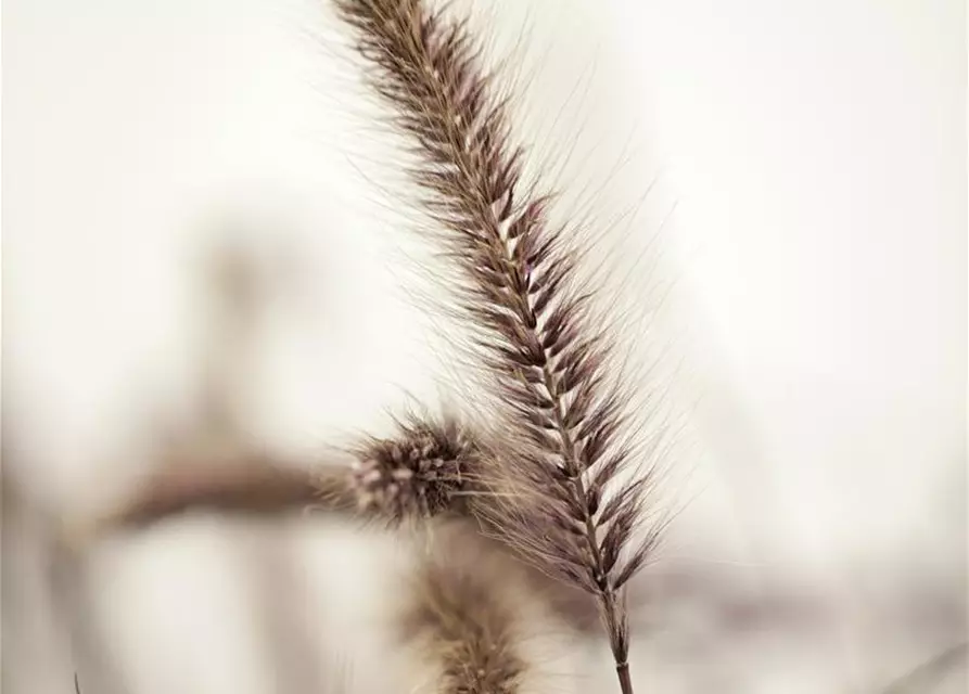 Lampenputzergras 'Red Fox' (PENNISETUM SETACEUM), 13 cm Topf