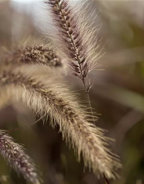 Lampenputzergras 'Red Fox' (PENNISETUM SETACEUM), 13 cm Topf