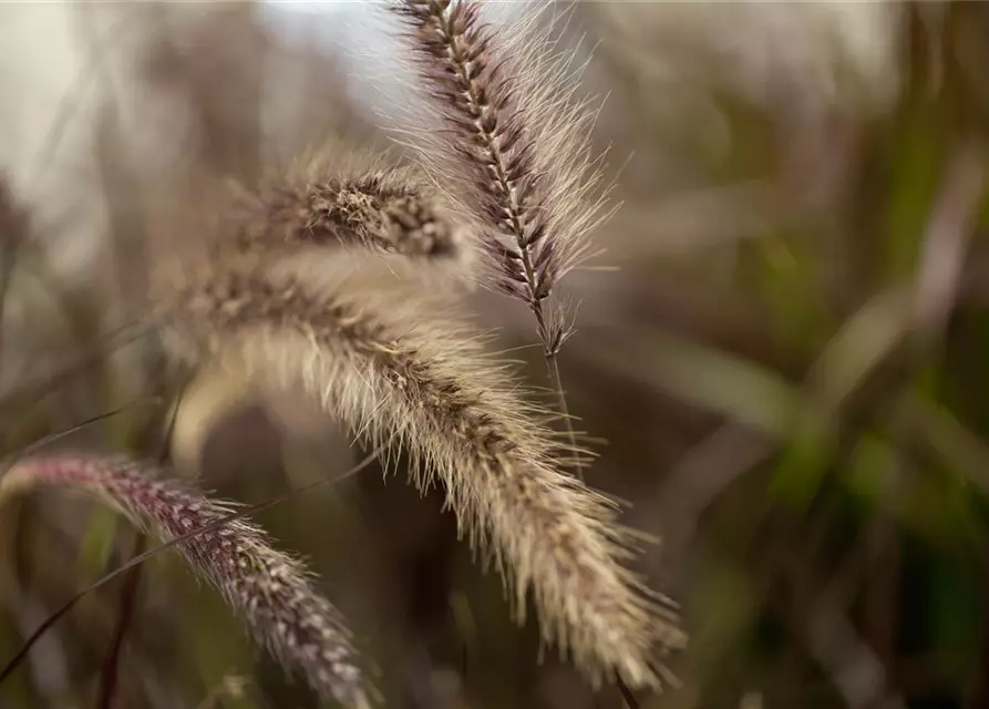 Lampenputzergras 'Red Fox' (PENNISETUM SETACEUM), 13 cm Topf