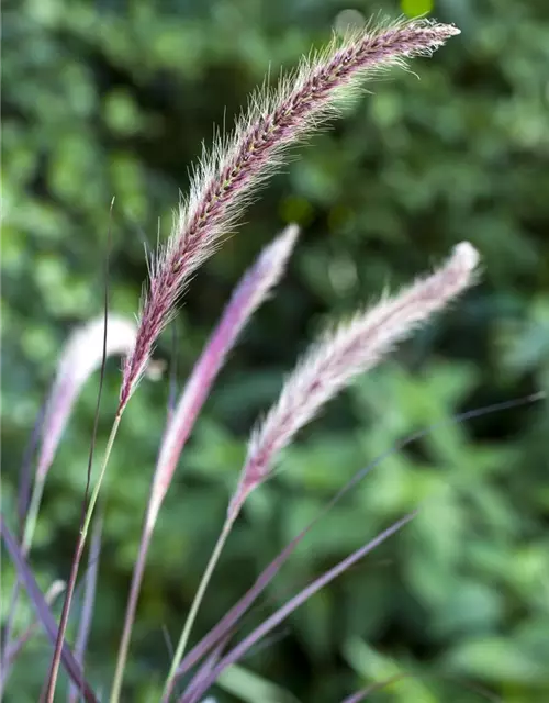 Lampenputzergras 'Red Fox' (PENNISETUM SETACEUM), 13 cm Topf