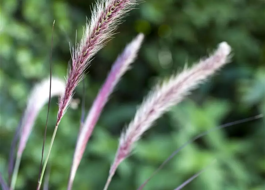 Lampenputzergras 'Red Fox' (PENNISETUM SETACEUM), 13 cm Topf