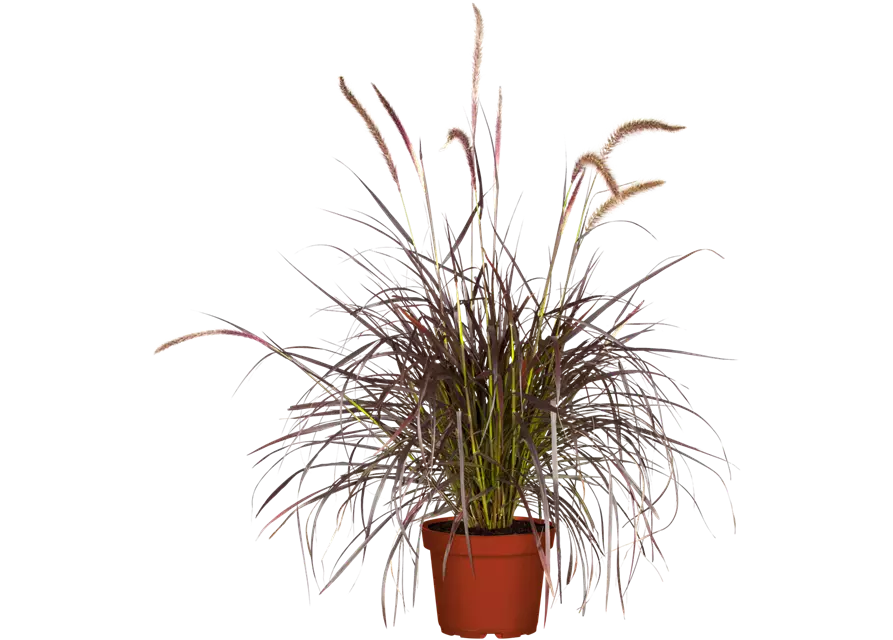 Lampenputzergras 'Red Fox' (PENNISETUM SETACEUM), 13 cm Topf