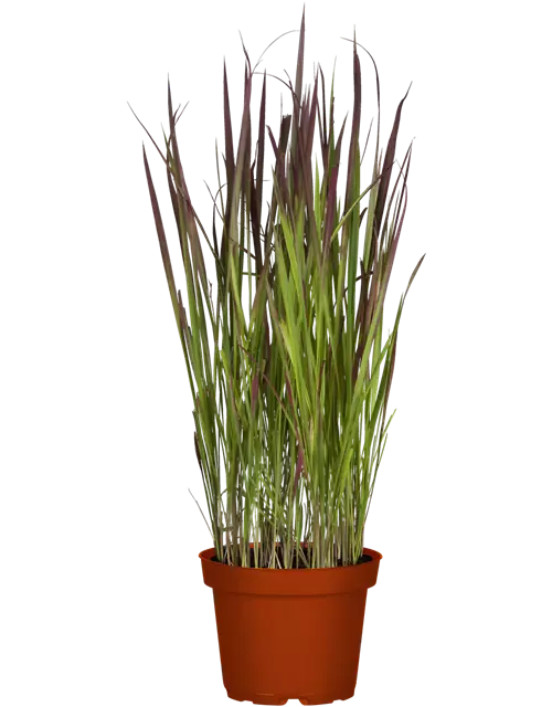 Blutgras 'RED BARON' IMPERATA CYLINDRICA, 13 cm Topf