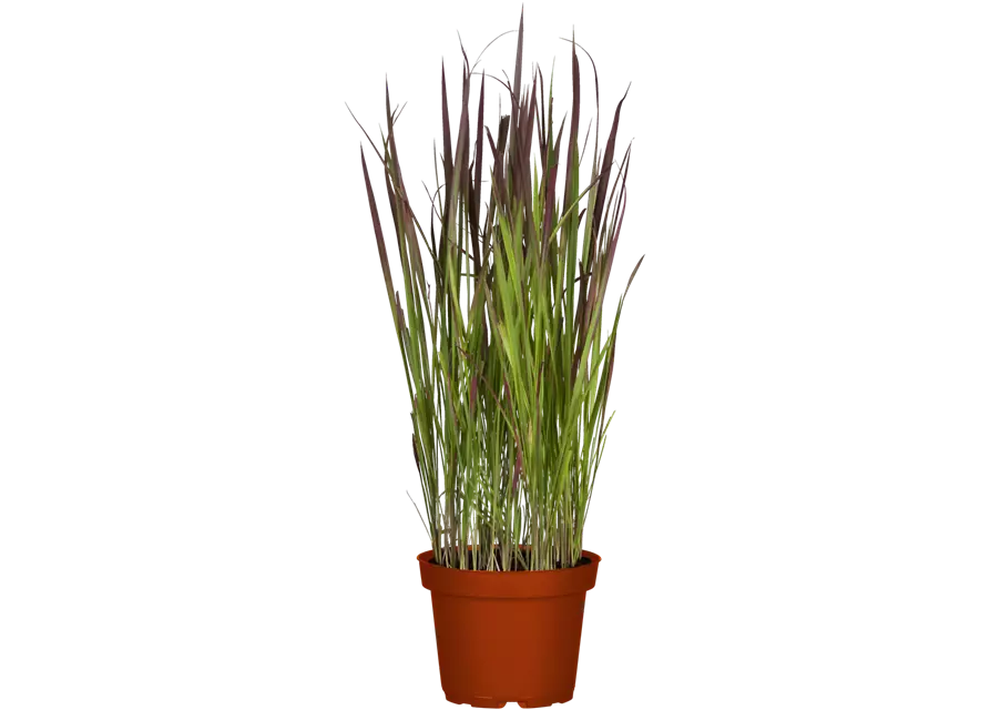 Blutgras 'RED BARON' IMPERATA CYLINDRICA, 13 cm Topf