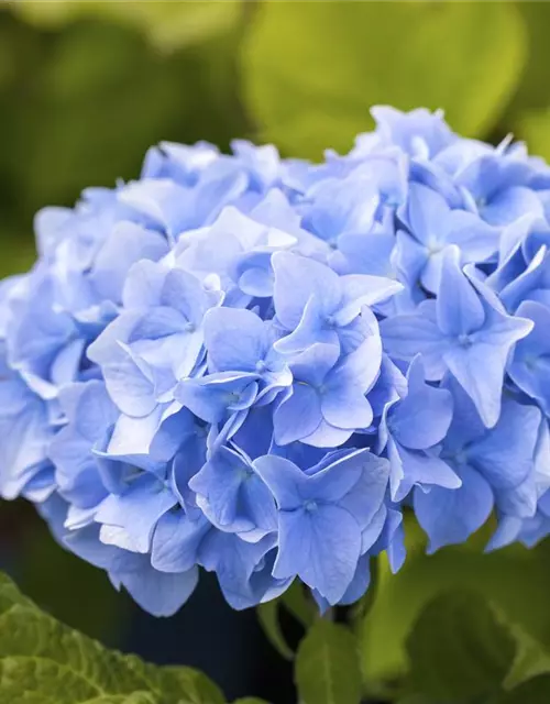 Bauern-Hortensie in blau, 23 cm Topf