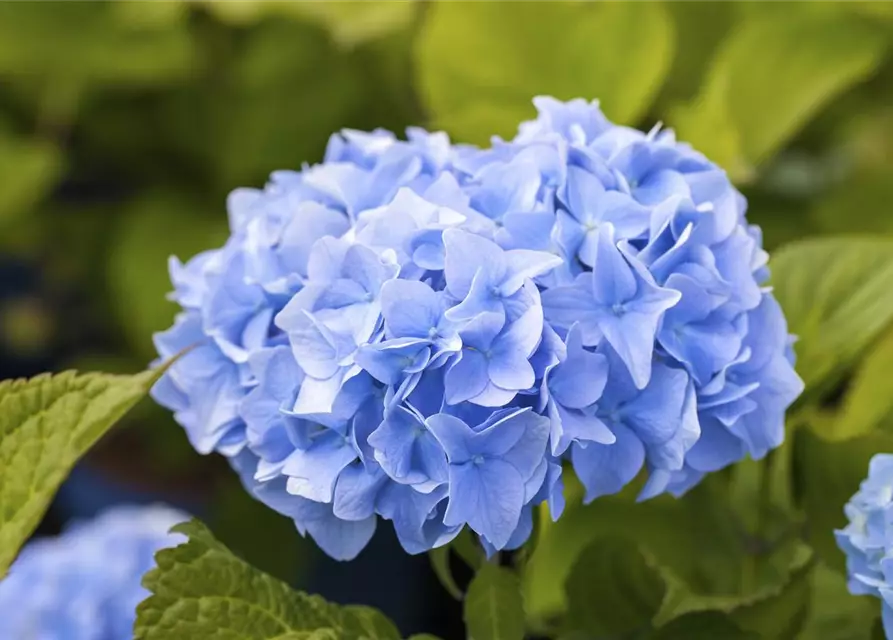 Bauern-Hortensie in blau, 23 cm Topf