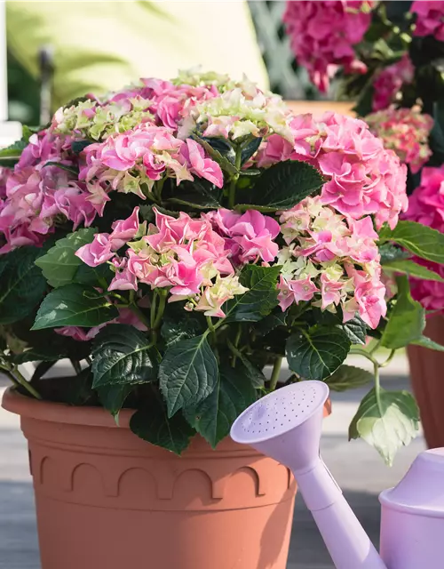 Bauern-Hortensie in rosa, 23 cm Topf