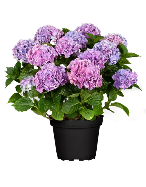 Bauern-Hortensie in lila, 23 cm Topf