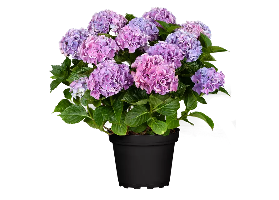 Bauern-Hortensie in lila, 23 cm Topf