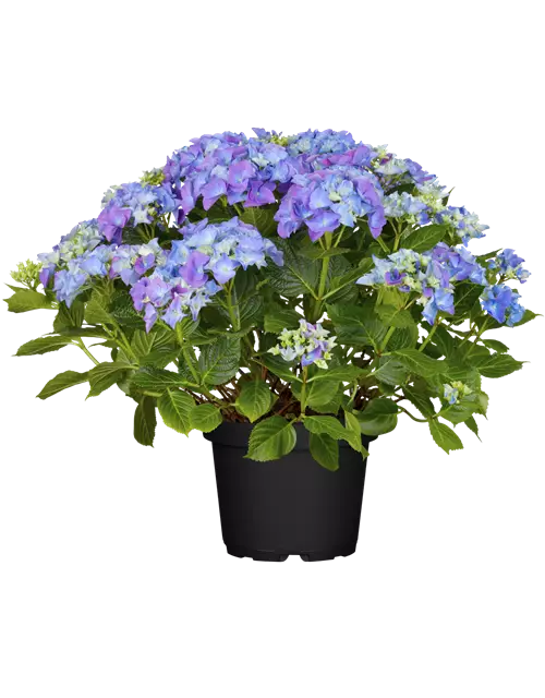 Bauern-Hortensie in blau, 23 cm Topf