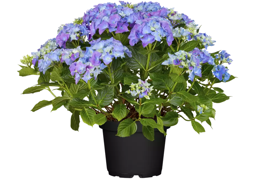 Bauern-Hortensie in blau, 23 cm Topf