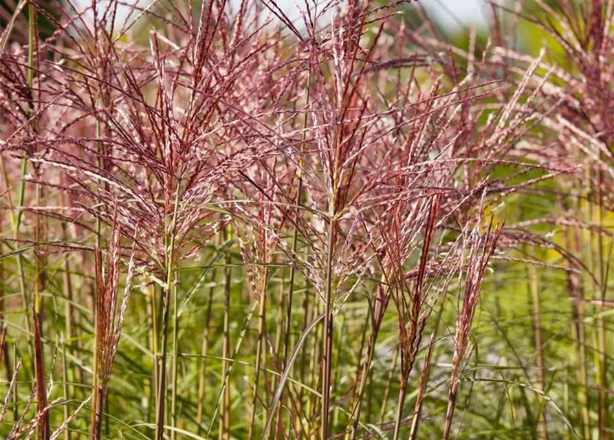 Chinaschilf 'Red Chief', 5 Liter Topf