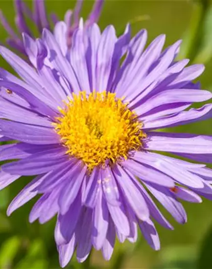 Alpen-Aster