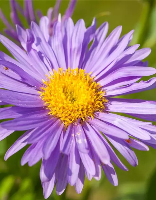 Alpen-Aster