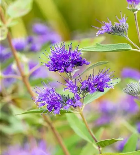 Bartblume 'Heavenly Blue'