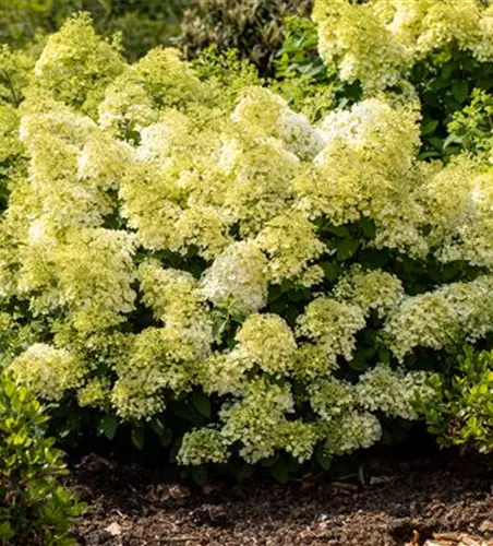 Rispenhortensie 'Bobo'®