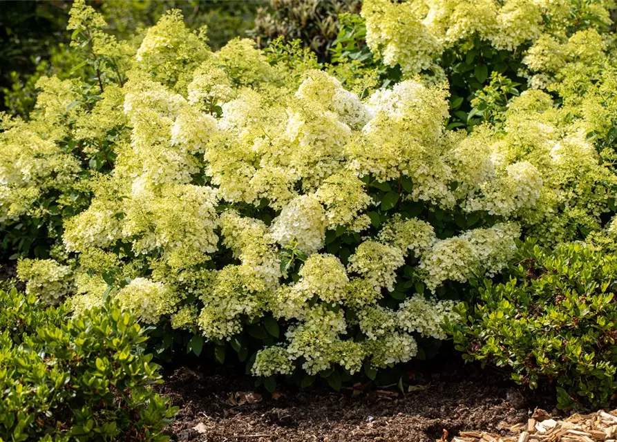 Rispenhortensie 'Bobo'®