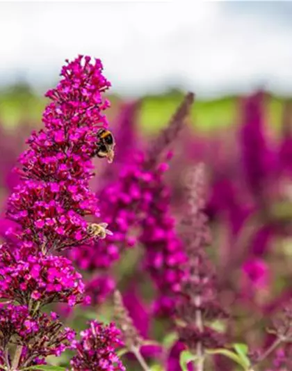 Schmetterlingsflieder BUZZ™ 'Magenta'