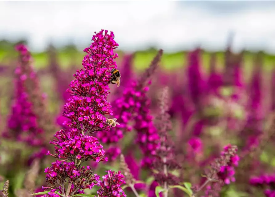 Schmetterlingsflieder BUZZ™ 'Magenta'