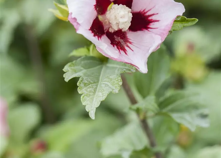 Garteneibisch 'Hamabo'