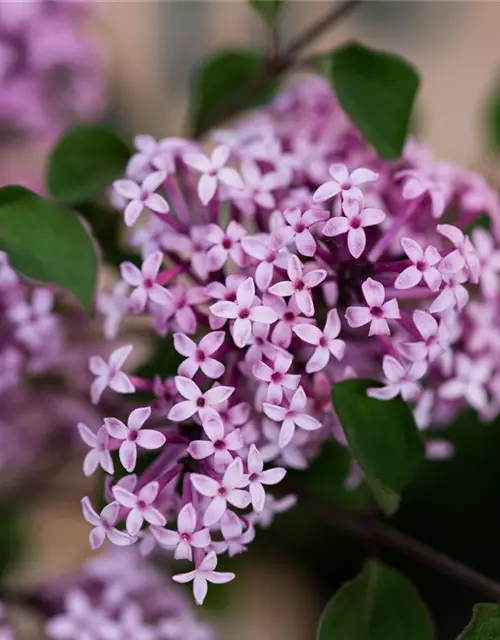 Syringa meyeri 'Red Pixie'