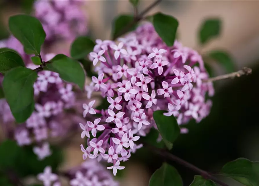 Syringa meyeri 'Red Pixie'