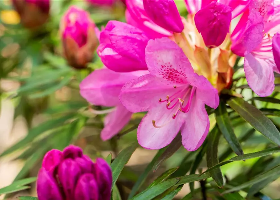 Pontischer Rhododendron 'Graziella'