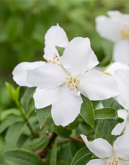 Philadelphus Hybride 'Manteau d' Hermine' 