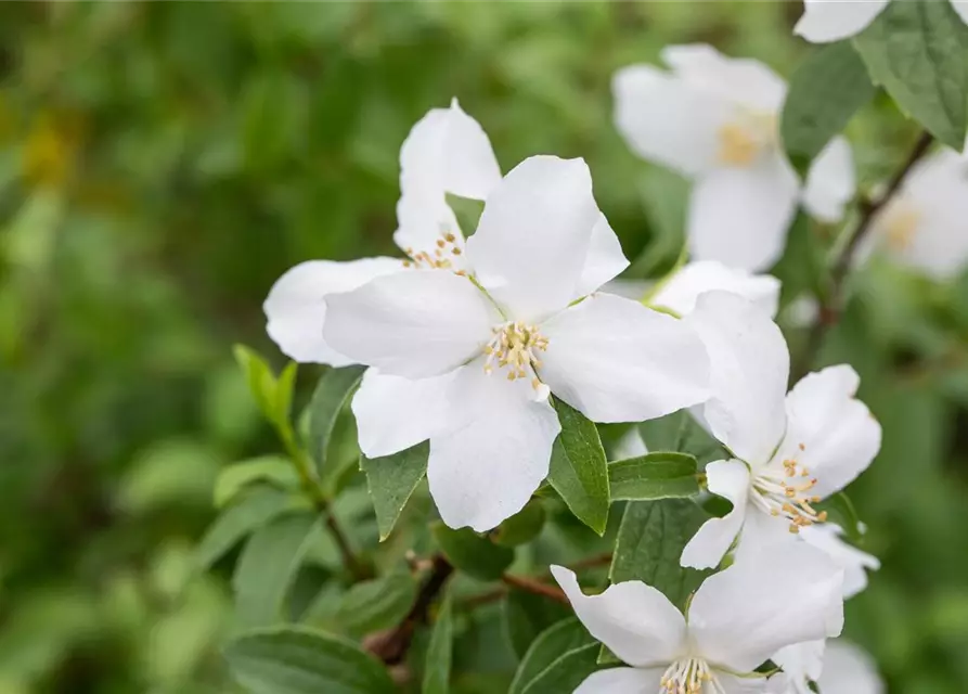 Philadelphus Hybride 'Manteau d' Hermine' 