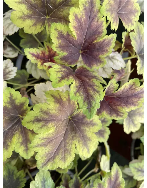 Gelblaubiges Purpurglöckchen