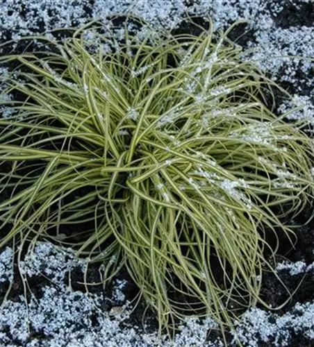 Carex morrowii 'Aureovariegata'