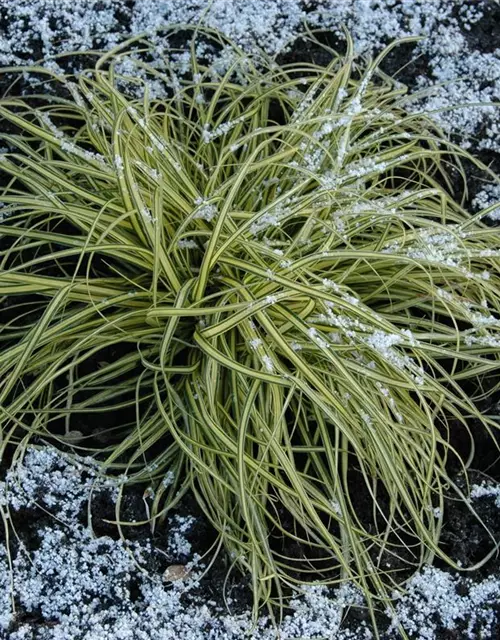 Carex morrowii 'Aureovariegata'