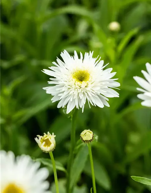 Garten-Margerite 'Wirral Supreme'