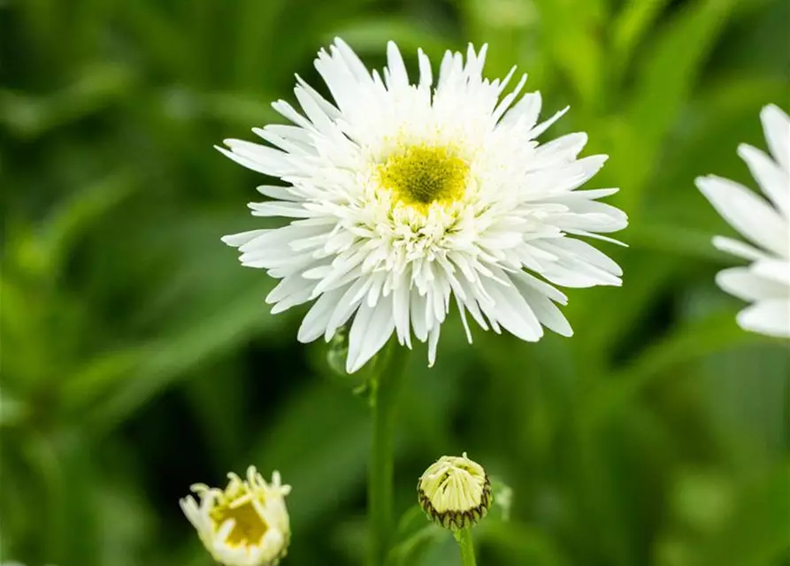 Garten-Margerite 'Wirral Supreme'