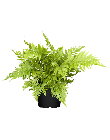 Athyrium vidalii