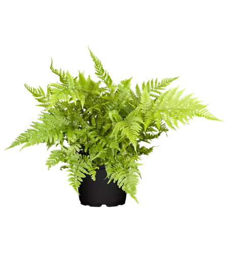 Athyrium vidalii