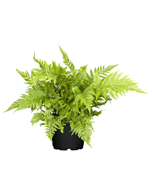 Athyrium vidalii