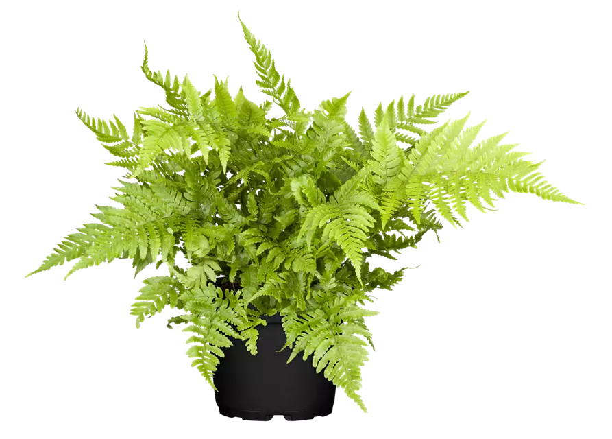 Athyrium vidalii